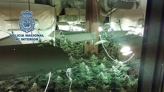 Cinco detenidos por cultivar más de 200 plantas de marihuana en una vivienda