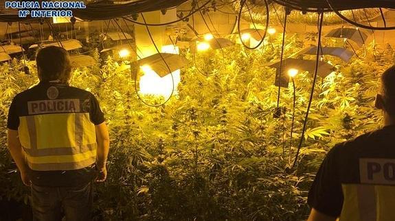 Sorprendidos con 400 plantas de marihuana en una finca agrícola de Motril