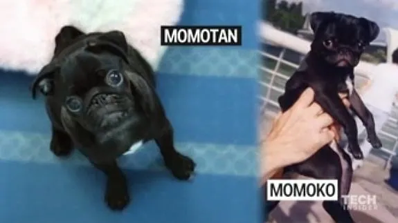 Una empresa surcoreana ofrece clonar mascotas por 80.000 euros