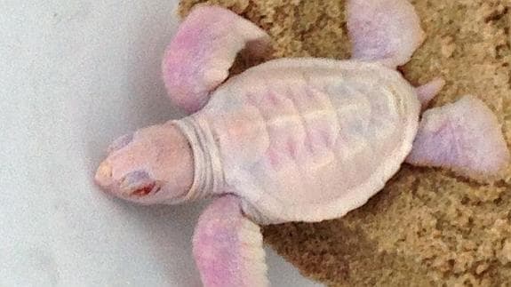 Nace una tortuga "blanca como la nieve y con los ojos de color rosa"