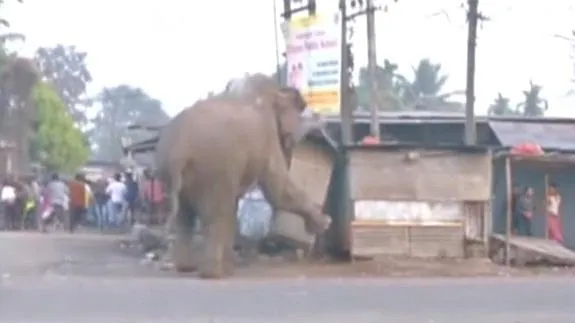 El elefante salvaje destruyendo una casa.