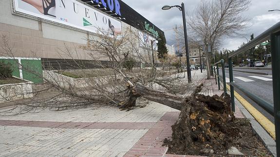 El viento causó destrozos en la capital