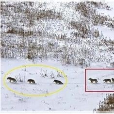 El impresionante mensaje que transmite esta simple foto de unos lobos |  Ideal