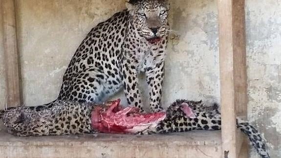 Caníbales para sobrevivir: los animales del zoo de Yemen se mueren de hambre