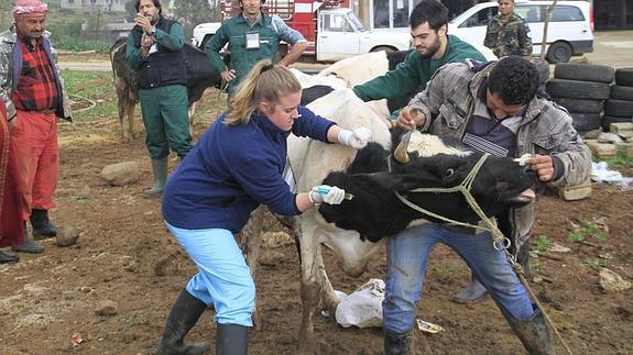 Los alumnos de Veterinaria se implican en la inspección del ganado. 