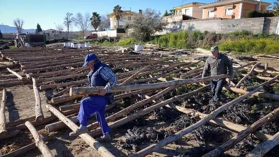 Agricultores desmantelan uno de los secaderos de estructura vegetal que se mantenían en la Vega. 