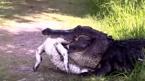 Un enorme cocodrilo se come a uno de los suyos