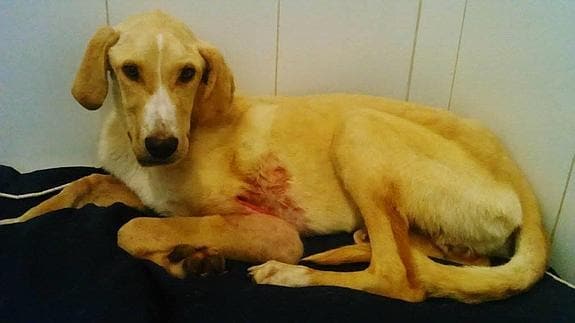 Buscan adopción para el cachorro al que clavaron un alambre