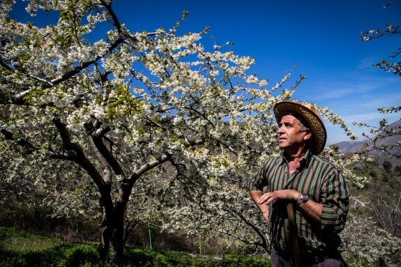 Cultivando las cerezas 'pata negra' de Granada