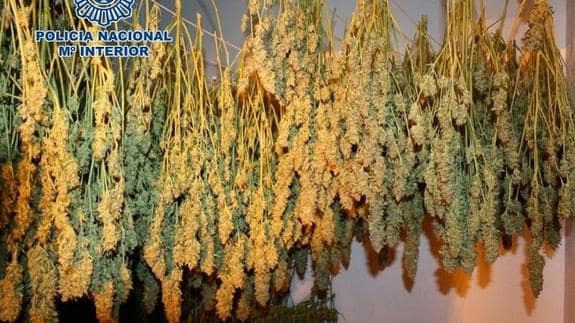 Tres detenidos por cultivar 700 plantas de marihuana en una vivienda