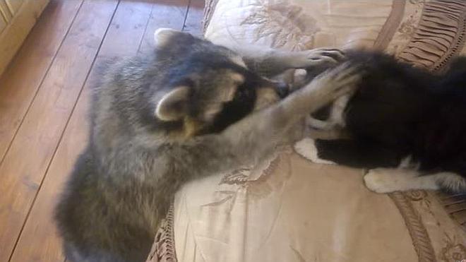 El mapache que quiere ser amigo de un gato conquista a las redes