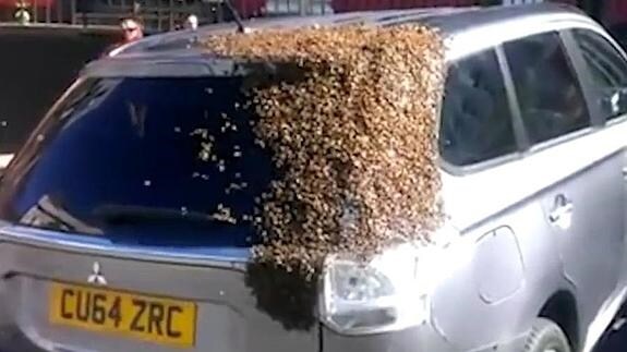 Una abeja reina, atrapada en el coche de una abuela y 20.000 van a su rescate
