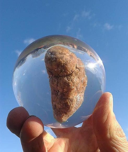 Una de las cacas (de bebé de humano) que se exponen en el museo