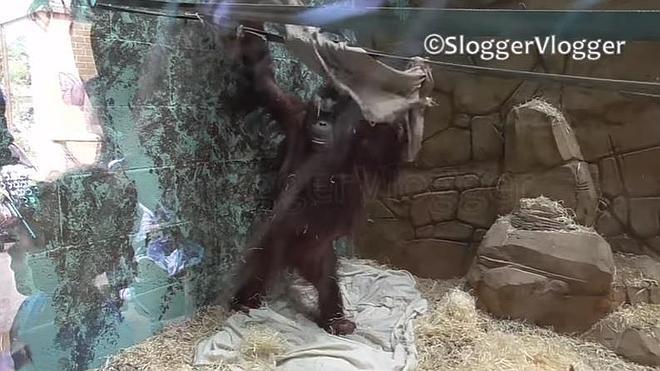 Una cría de orangután se fabrica una hamaca