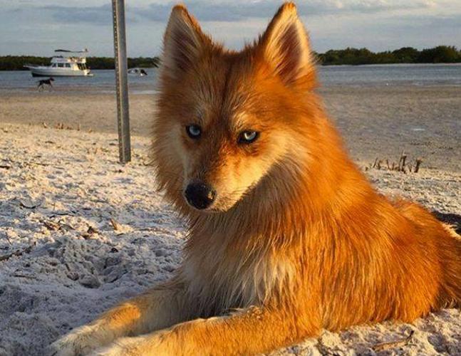 La bella mascota que parece un zorro pero es un perro