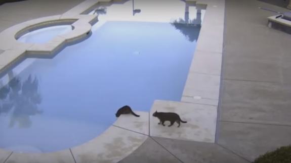 El gato maligno que empuja a su hermano a una piscina