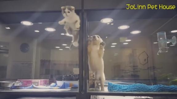 Genial fuga de un gatito para visitar a su amigo perro en la tienda de mascotas