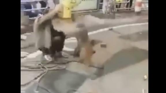 Un mono ataca a un adiestrador con un cuchillo de carnicero
