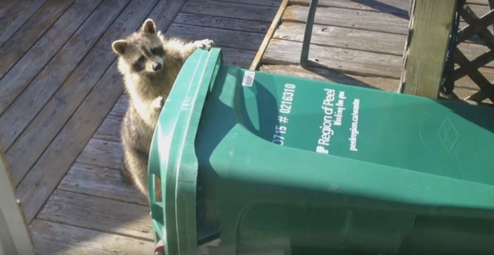 Un mapache se cuela en una casa y se lleva a rastras un cubo de basura