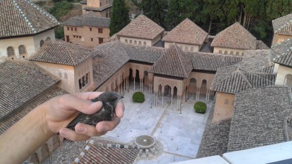 Programa pionero para minimizar los daños de los vencejos en la Alhambra