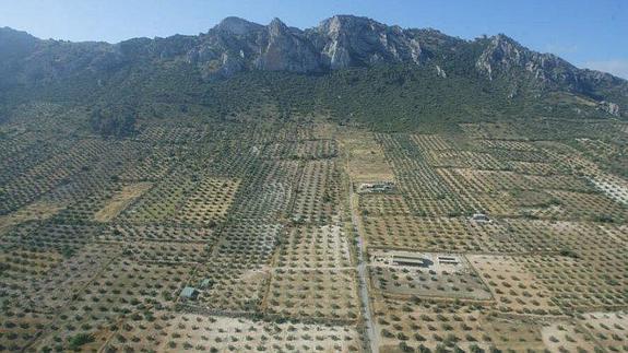 El "mar de olivos" de Jaén quiere ser Patrimonio de la Humanidad