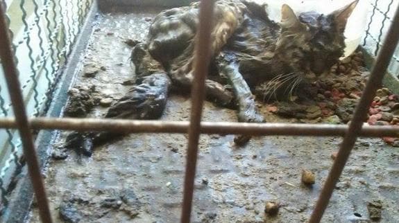 Estado en que los voluntarios de Abyda encontraron a un gato herido, recogido en la perrera.