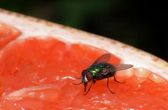 ¿Qué tienes que hacer si una mosca se posa en tu comida?