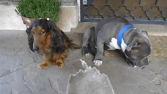 La increíble reacción de dos perros tras la reprimenda de su dueño