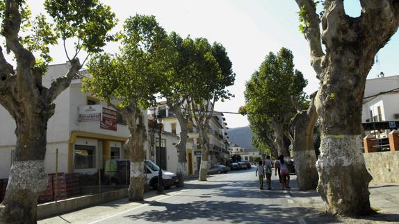 Las plataneras centenarias de Ugíjar