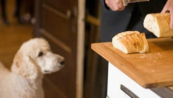 ¿Es bueno que los perros coman pan?