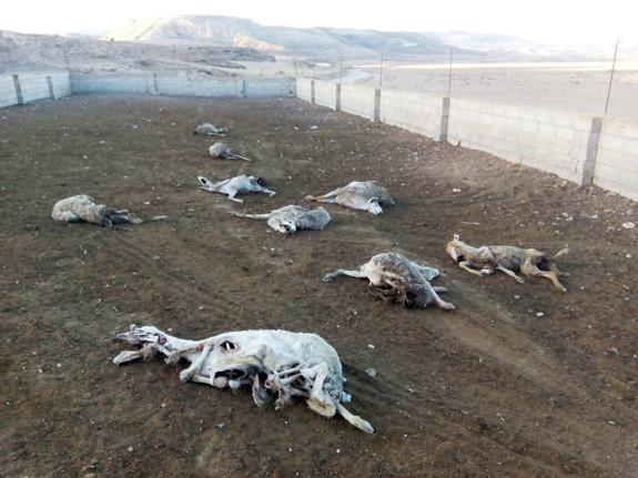 Ovejas y borregos muertos tras el 'ataque' de buitres en la granja de Antonio Torres.