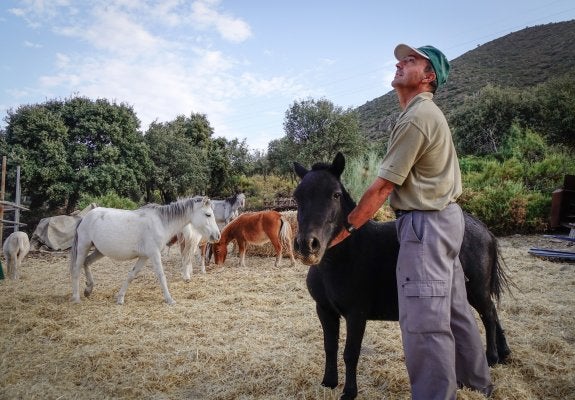 Manolo, encargado de la ganadería Cuna Alta, mira al cielo con preocupación ante la presencia de buitres.