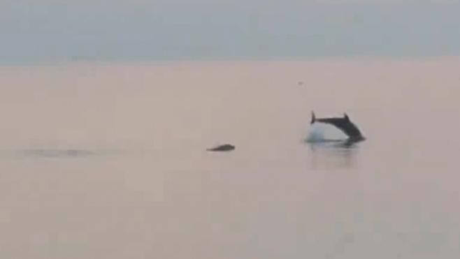 Fotograma de dos de los delfines. 