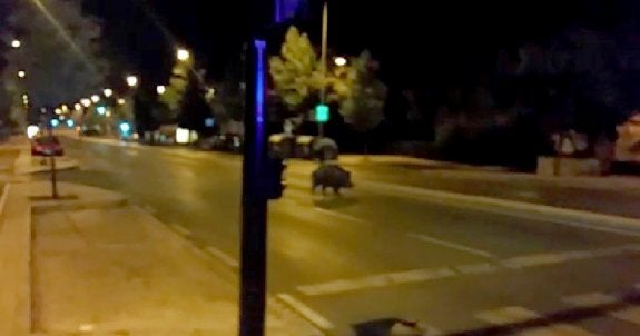 Imagen del jabalí, cerca de la Estación de Autobuses.