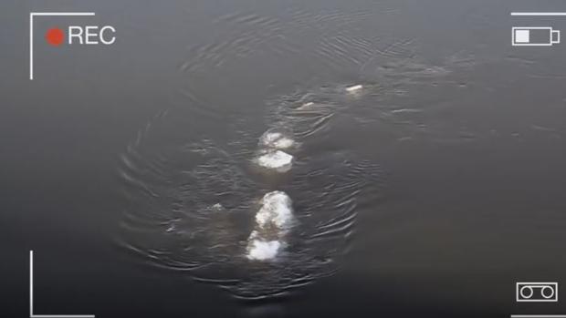 Graban un «nuevo monstruo del Lago Ness» que revoluciona internet