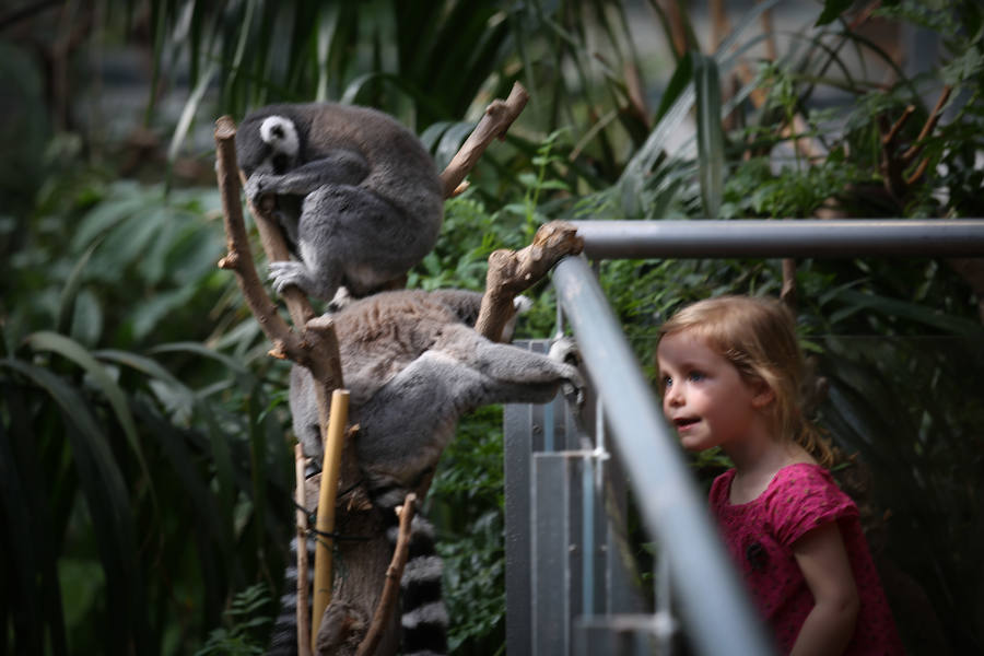 Una niña trata de llamar la atención de los lemures de cola anillada del Biodomo de Granada, en plena siesta. 