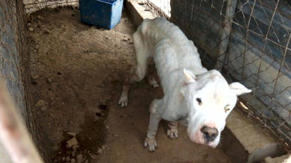 Hallan los cadáveres de cuatro perros en Bayárcal y rescatan a otro can a punto de morir de inanición