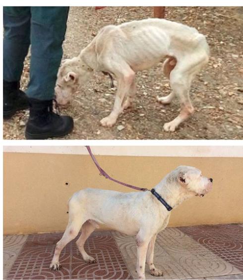 El perro rescatado por la Guardia Civil en Bayárcal ya se recupera de sus graves heridas