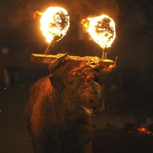 ¿El último Toro de Medinaceli?