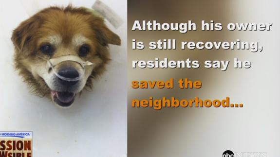 Che, el perro que salvó a su dueña de un incendio
