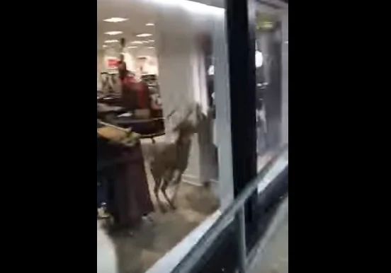Un ciervo entra en una tienda de ropa y escapa por todo lo alto