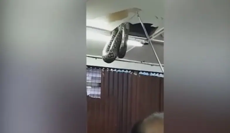 Una serpiente enorme cae del techo de un restaurante y los clientes huyen aterrorizados