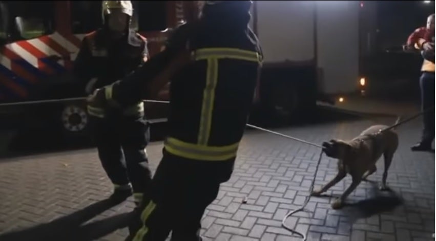 El perro que ayudó a los bomberos a derribar un árbol