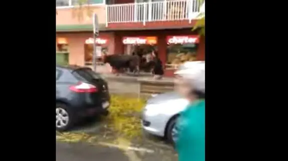 Un toro se escapa del matadero y siembra el terror en las calles