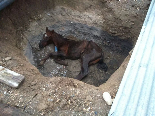 El caballo rescatado llevaba tres días en una zanja porque el dueño lo daba por "muerto"