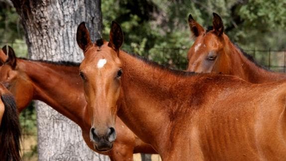 Imagen de varios caballos.