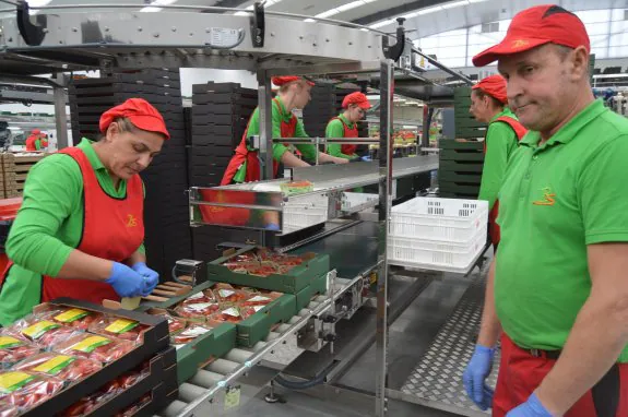 Trabajadores de la confección de productos hortofrutícolas en plena faena.