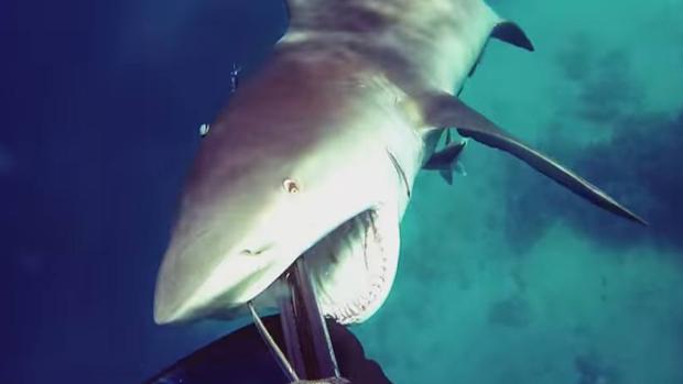 Un buceador graba cómo sobrevive al escalofriante ataque de un tiburón