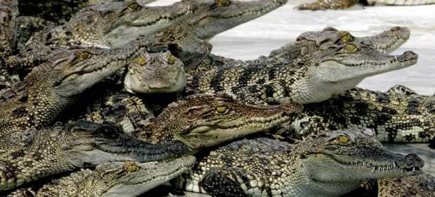 Un guía turístico muere devorado por cocodrilos en una reserva de Sudáfrica