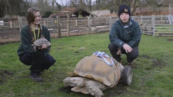 Dos meses de 'desenfreno sexual' dejan a esta tortuga discapacitada